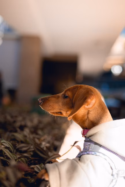 Lenços Umedecidos Pet